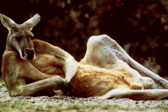 ���󥬥롼�Ϥ��ä������