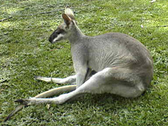 �������ۤ�⤪�ä���